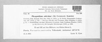 Phragmidium rubi-idaei image